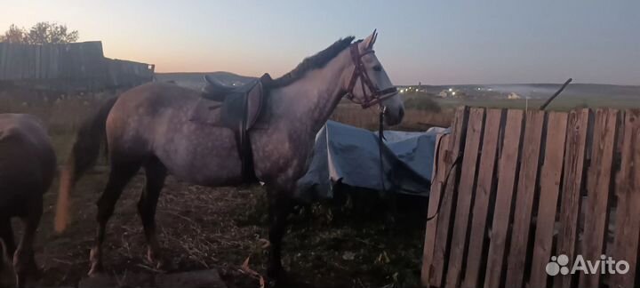 Орловские лошади