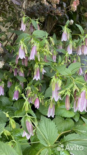 Колокольчики