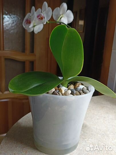 Орхидея фаленопсис