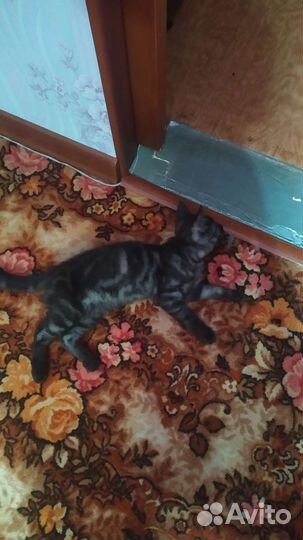 Котята