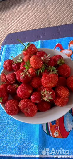 Клубника домашняя (временно нет в наличии)