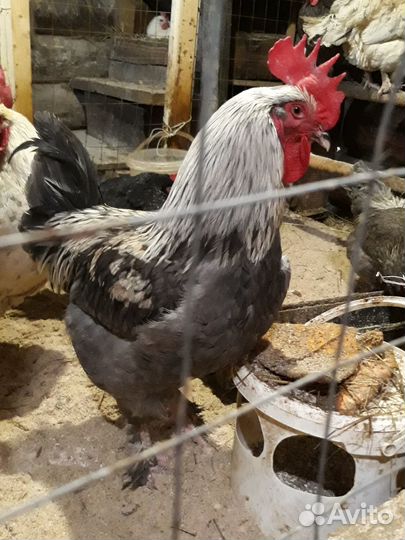 Породистые цыплята