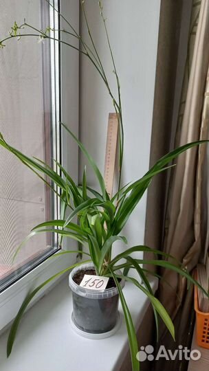 Хлорофитум (комнатные растения)