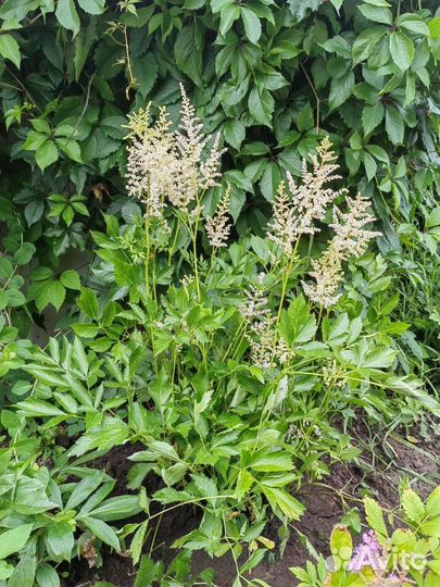 Астильба,парковая роза,девичий виноград