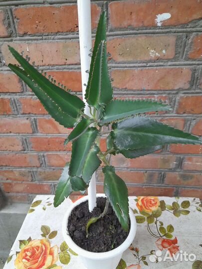 Бегония крапчатая и каланхое