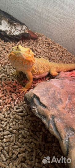 Передержка клеточных животных рептилий птиц