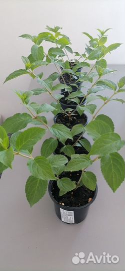 Продаю саженцы метельчатой гортензии Фрайз Мелба