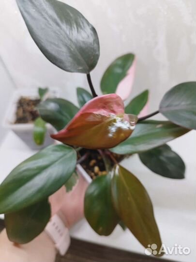 Филодендрон розовая принцесса