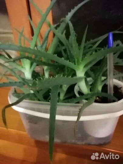 Алоэ лекарственное 1 год