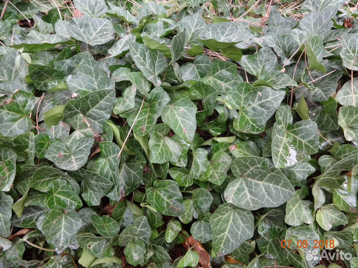 Лианы. Саженцы плюща,девичьего винограда