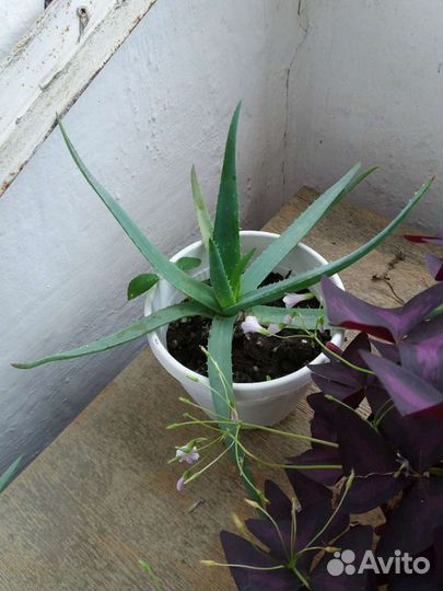 Лечебный алоэ