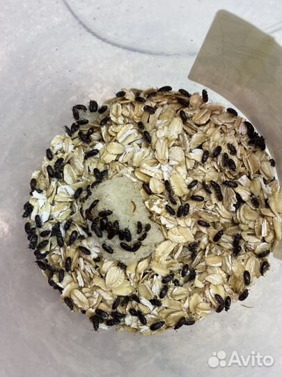 Жук знахарь