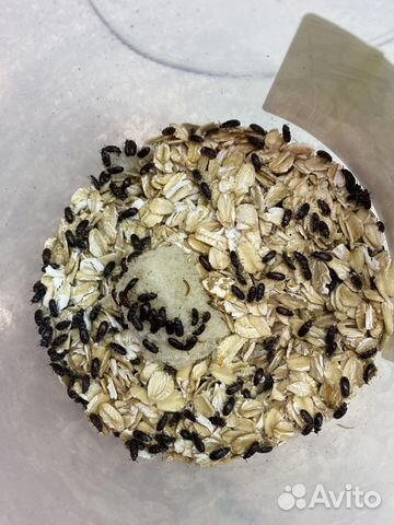 Жук знахарь