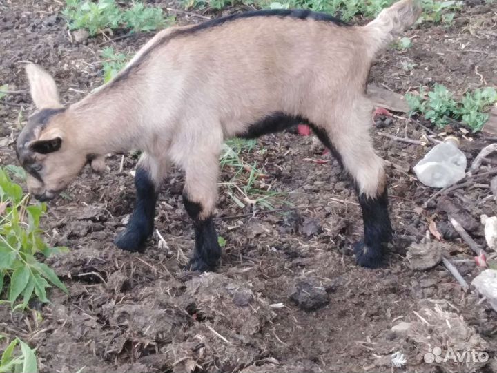 Чешский козлик