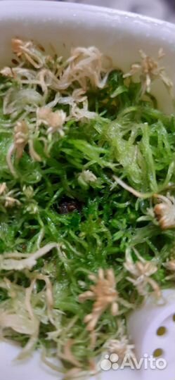 Алоказия жаклин. Клубень