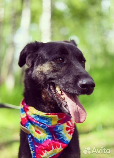 Милая собачка Гера ищет дом