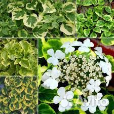 Дуболистные, Черешковые, Вьющиеся Гортензии