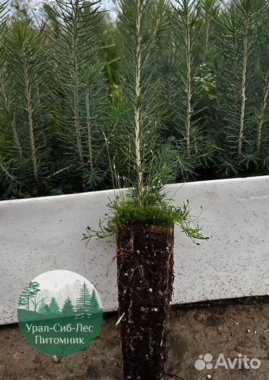 Зкс Сосна сеянцы Ели Лиственницы окс Голуб Горная
