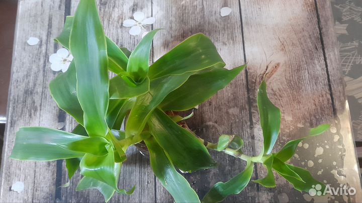 Каллизия душистая (золотой ус)