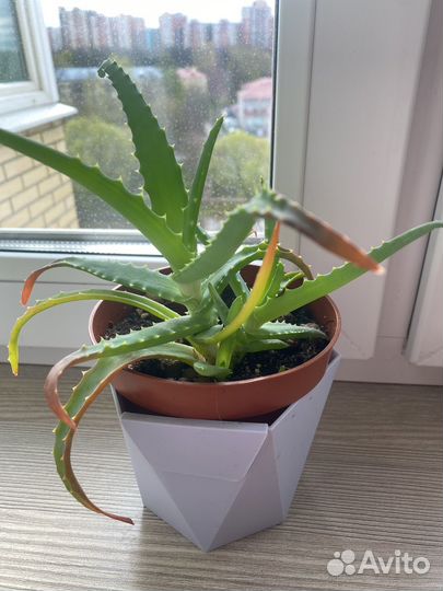 Алое вера лечебный