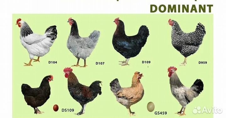 Куры доминант