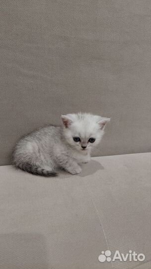 Шотландские вислоухие котята