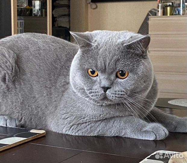Британский кот вязка