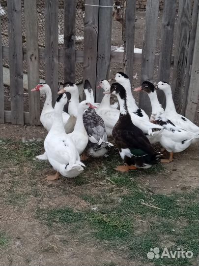 Утки муларды и ндоутки