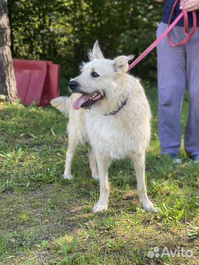 Собака в добрые руки отдам бесплатно