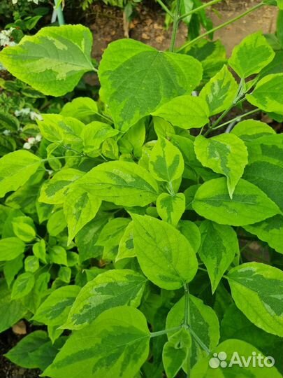 Клеродендрум вариегатный