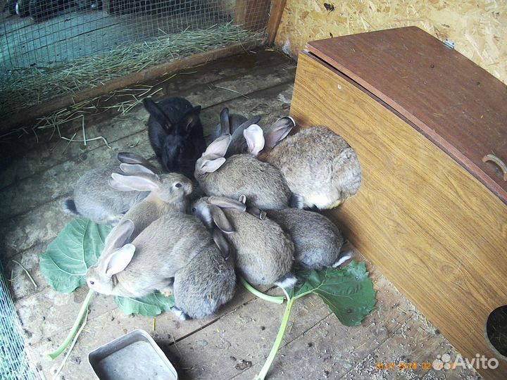 Кролики мясных пород