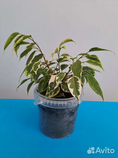 Фикус букле,пестролистный,ирэн,регидан,микрокарпа
