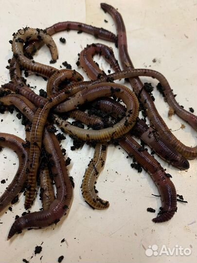 Черви для рыбалки Дендробена