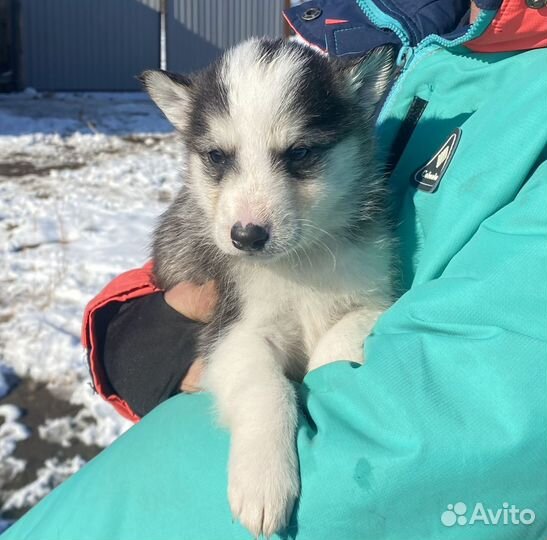 Щенки лайки породистые