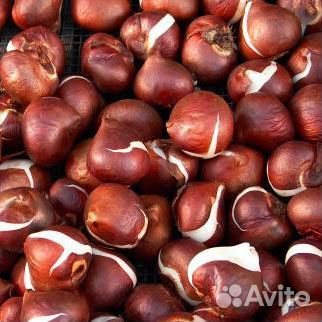 Луковицы тюльпанов махровые