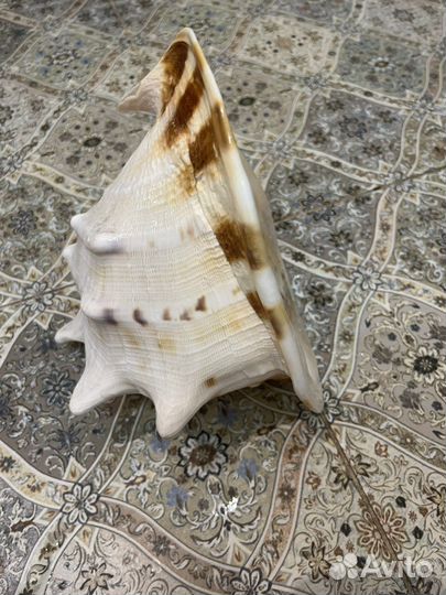 Морские ракушки раковины