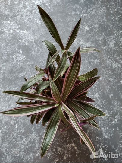 Комнатные цветы