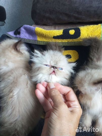 Персо детки