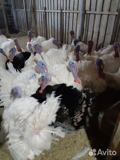 Утята,индюшата,гусята,перепела,несушки