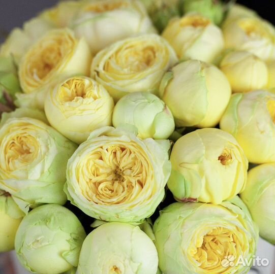 Кустовые пионовидные розы