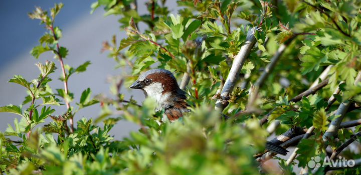 Фотоаппарат Panasonic Lumix G2