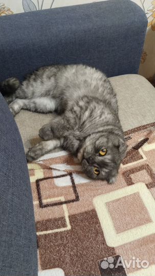 Кошечка на вязку