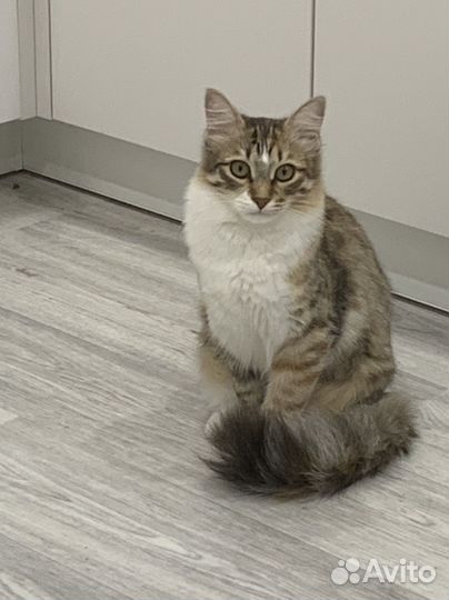 Кошка