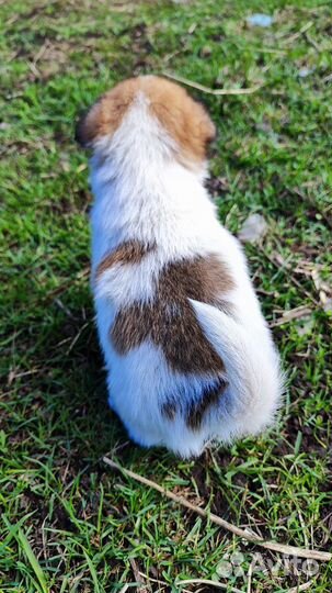 Собака и щенки в добрые руки