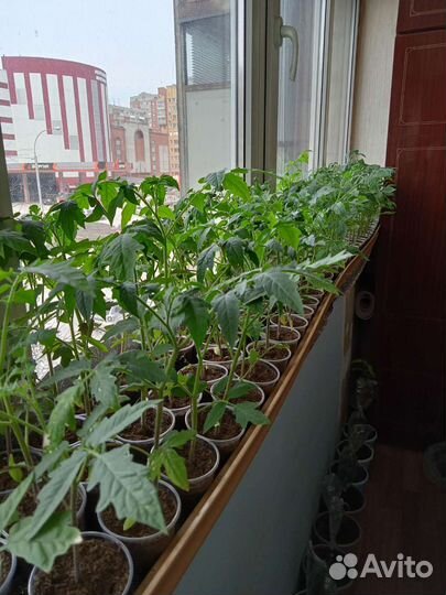 Рассада помидоров готовая