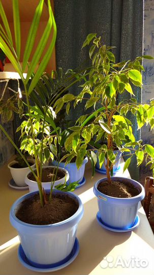 Фикусы, хлорофитум