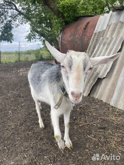 Продам козья семья