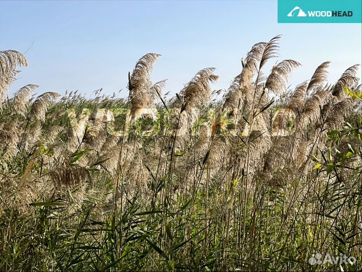 Камыш от производителя