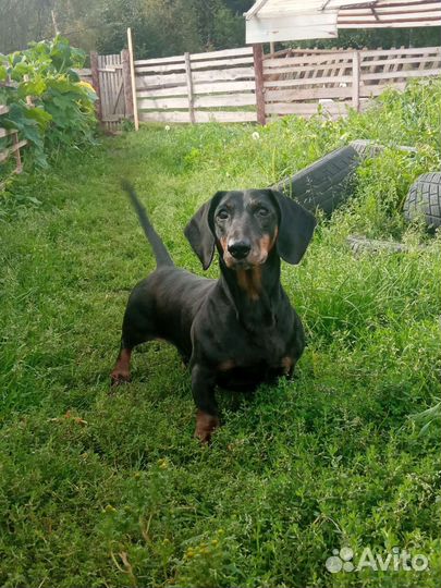 Гостиница для собак