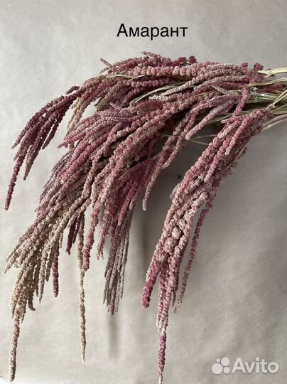 Амарант Бриза Лагурус Нигелла сухоцвет букет офис